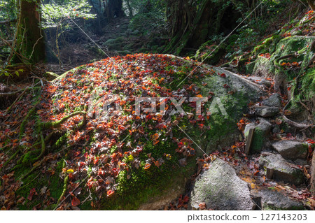 Yakushima Shiratani Unsuikyo Gorge: Sunlight filtering through the trees and colored fallen leaves (Autumn) Yakushima Shiratani Unsuikyo Gorge: Sunlight filtering through the trees and colored fallen leaves (Autumn) 127143203