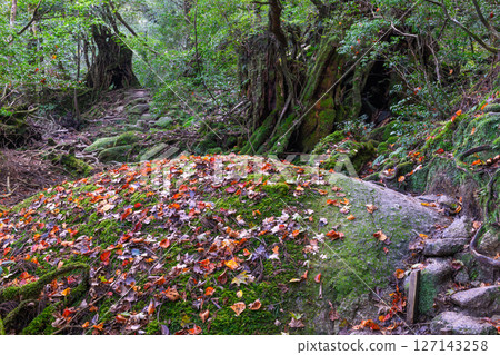 Yakushima Shiratani Unsuikyo Gorge - Fallen leaves (Autumn) 127143258