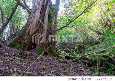 屋久島白谷雲水峽：陽光透過樹木和屋久杉林（秋季） 127143277
