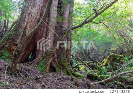 Yakushima Shiratani Unsuikyo Gorge: Sunlight filtering through the trees and the Yakusugi cedar forest (Autumn) 127143278