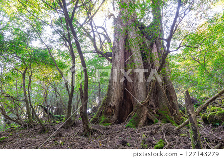 Yakushima Shiratani Unsuikyo Gorge: Sunlight filtering through the trees and the Yakusugi cedar forest (Autumn) 127143279