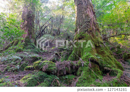 屋久島白谷雲水峽:陽光透過樹木和屋久杉林(秋季) 屋久島白谷雲水峽:陽光透過樹木和屋久杉林(秋季) 127143281
