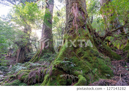 屋久島白谷雲水峽:陽光透過樹木和屋久杉林(秋季) 屋久島白谷雲水峽:陽光透過樹木和屋久杉林(秋季) 127143282