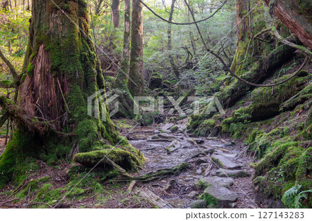 屋久島白谷雲水峽：陽光透過樹木和神靈的縫隙灑滿森林（秋季） 127143283