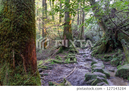 屋久島白谷雲水峽:陽光透過樹木和神靈的縫隙灑滿森林(秋季) 屋久島白谷雲水峽:陽光透過樹木和神靈的縫隙灑滿森林(秋季) 127143284