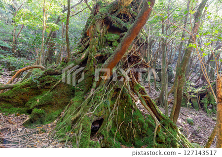 Yakushima Shiratani Unsuikyo Gorge: A forest filled with sunlight filtering through the trees and the gods (Autumn) 127143517