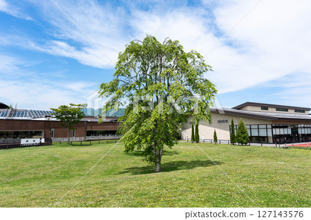 A large tree seen from Karuizawa Kids Park, Karuizawa Outlet, Karuizawa, Kitasaku District, Nagano Prefecture 127143576