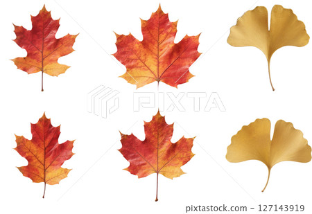 秋葉和銀杏樹葉子 127143919