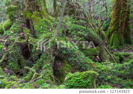 Yakushima Shiratani Unsuikyo Gorge: Japan's most beautiful moss forest (Autumn) 127143925
