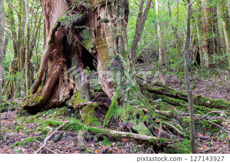 Yakushima Shiratani Unsuikyo Gorge: Forest where Gods Dwell (Autumn) 127143927
