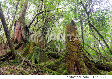 Yakushima Shiratani Unsuikyo Gorge: Japan's most beautiful moss forest (Autumn) 127143939