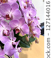 Gorgeous purple Phalaenopsis orchid flower, close-up 1 127144016