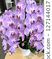 Gorgeous purple Phalaenopsis orchid flower, close-up 2 127144017