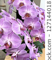 Gorgeous purple Phalaenopsis orchid flower close-up 3 127144018