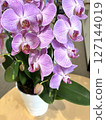 Gorgeous purple Phalaenopsis orchid flower close-up 4 127144019