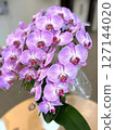Gorgeous purple Phalaenopsis orchid flower close-up 5 127144020