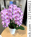Gorgeous purple Phalaenopsis orchid flower close-up 6 127144021