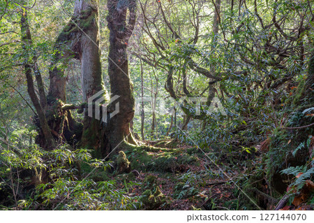 屋久島白谷雲水峽：陽光透過樹木和神靈居住的森林（秋季） 127144070