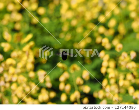 Buzz buzz buzz 127144086