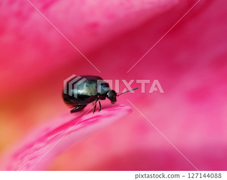 Flowers and Leaf Beetles 127144088