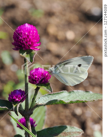 Long-eared butterfly and a white butterfly 127144089