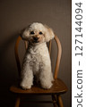 Toy poodle sitting on a chair 127144094
