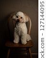 Toy poodle sitting on a chair 127144095