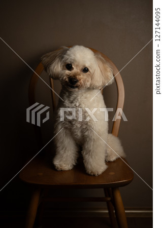坐在椅子上的玩具貴賓犬 127144095