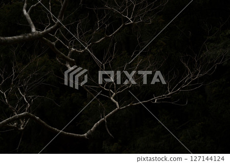 生長在黑暗的冬季森林裡的樹木 生長在黑暗的冬季森林裡的樹木 127144124