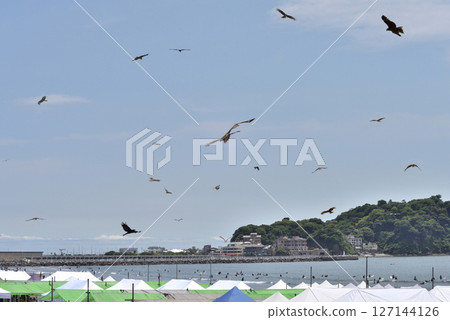 海灘活動中,黑鳶聚集在食物周圍 海灘活動中,黑鳶聚集在食物周圍 127144126