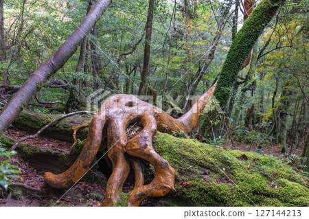 Yakushima Shiratani Unsuikyo Gorge (November): A forest where gods live and where Himeshara trees shine 127144213