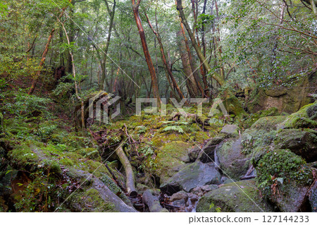 Yakushima Shiratani Unsuikyo Gorge: Japan's most beautiful moss-covered stream (Autumn) Yakushima Shiratani Unsuikyo Gorge: Japan's most beautiful moss-covered stream (Autumn) 127144233