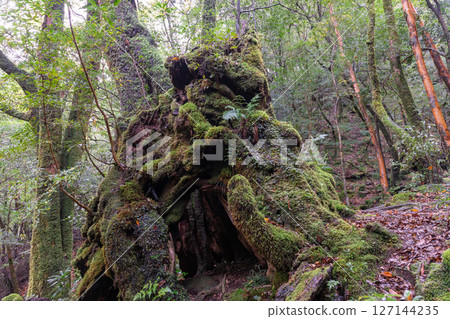屋久島白谷雲水峽：日本最美的苔蘚森林（秋季） 127144235