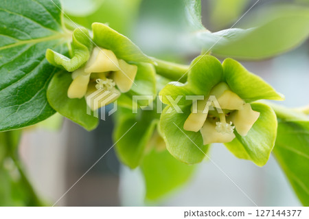 玫瑰花 127144377