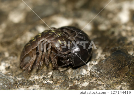 Mating behavior of pillbugs 127144419