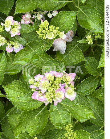 開花在雨季的桃紅色顏色八仙花屬 127144438