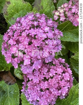 開花在雨季的桃紅色顏色八仙花屬 127144439