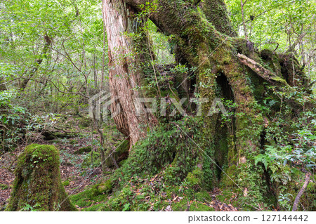 Yakushima Shiratani Unsuikyo Gorge: Japan's most beautiful moss forest (Autumn) 127144442