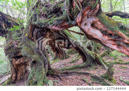 Yakushima Shiratani Unsuikyo Gorge (November) - Large trees intertwined in a complex pattern 127144444