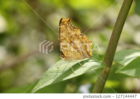A northern admiral butterfly resting on a leaf A northern admiral butterfly resting on a leaf 127144447