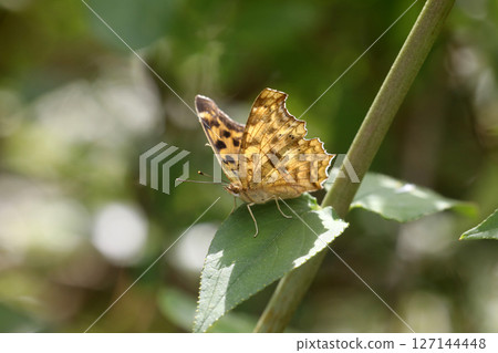 A northern admiral butterfly resting on a leaf 127144448