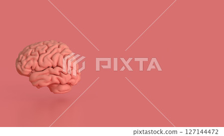 The Brain on pink Background for sci or health concept 3d Rendering. The Brain on pink Background for sci or health concept 3d Rendering. 127144472