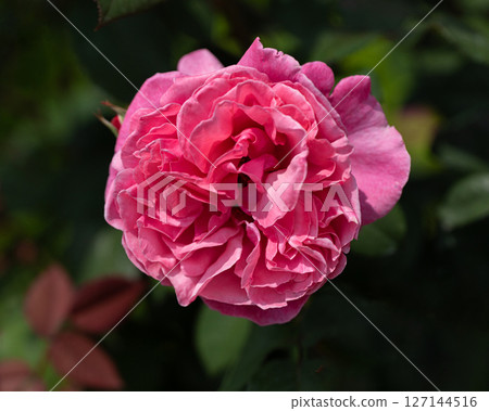 五月玫瑰活著 127144516