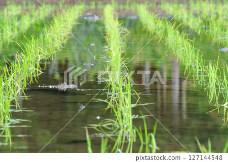 反映真枝 127144548