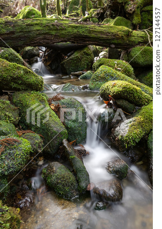 Yakushima National Park: Sunlight filtering through the trees and mossy streams (Autumn) 127144557
