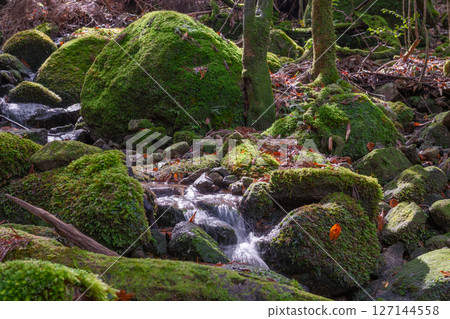 Yakushima National Park: Sunlight filtering through the trees and mossy streams (Autumn) 127144558