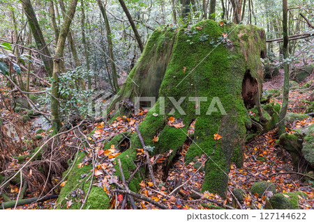 Yakushima Offshore Alpine Forest (November) - Fallen leaves and Yakusugi stumps 127144622