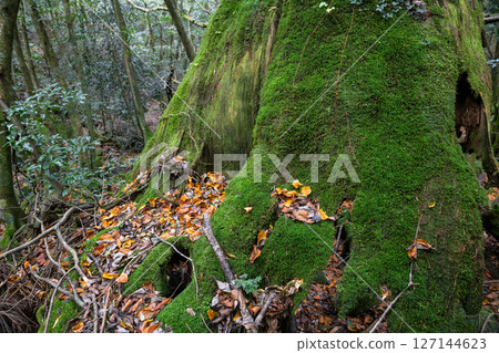 Yakushima Offshore Alps (November) - Fallen leaves and Yakusugi stumps 127144623