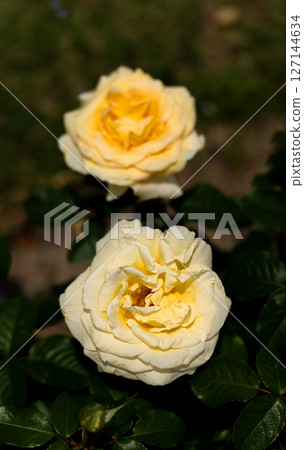 Rose of May, Andre Grandier Rose of May, Andre Grandier 127144634