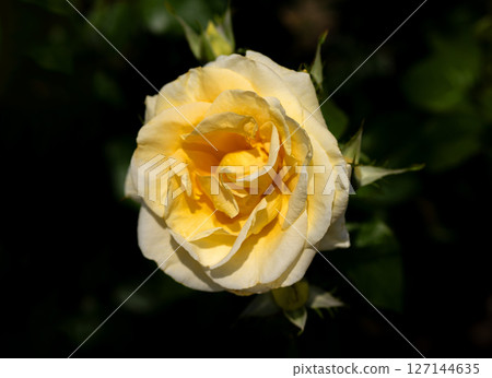 Rose of May, Andre Grandier 127144635